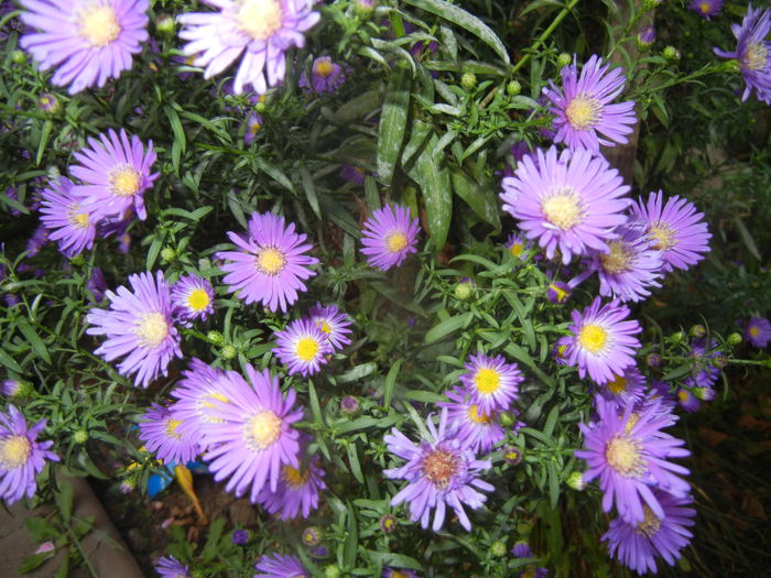 Blue Aster (2014, September 21)