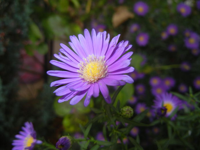 Blue Aster (2014, September 21) Blue Aster (2014, September 21)