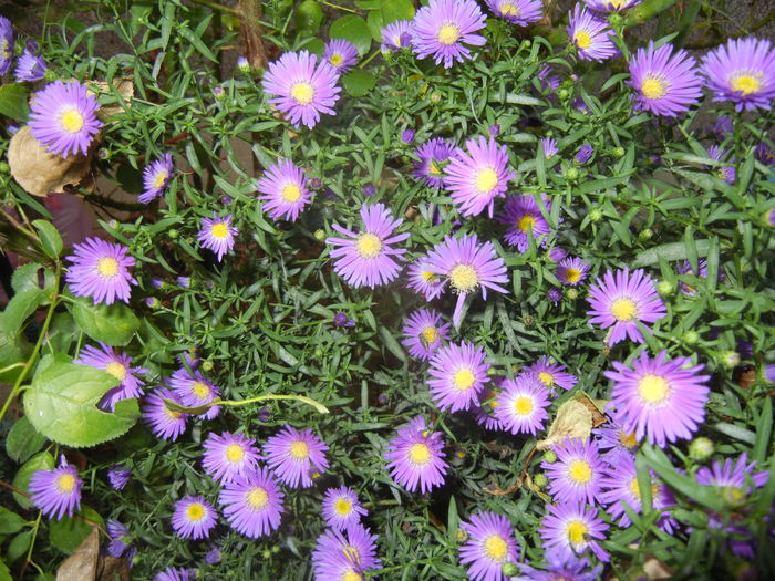 Blue Aster (2014, September 21) - Aster Blue