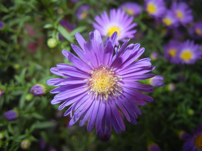 Blue Aster (2014, September 21)