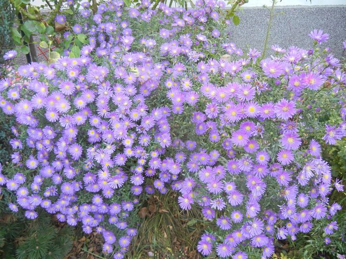 Blue Aster (2014, September 25)