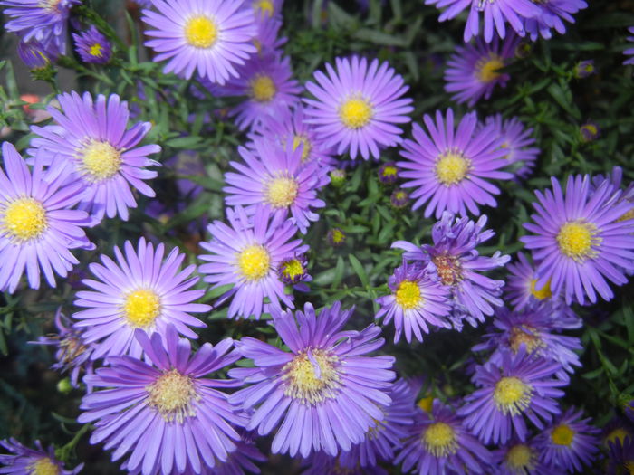 Blue Aster (2014, September 25)