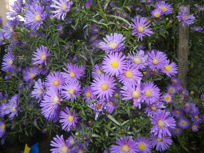 Blue Aster (2014, September 25)