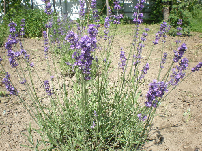 lavanda; 2014
