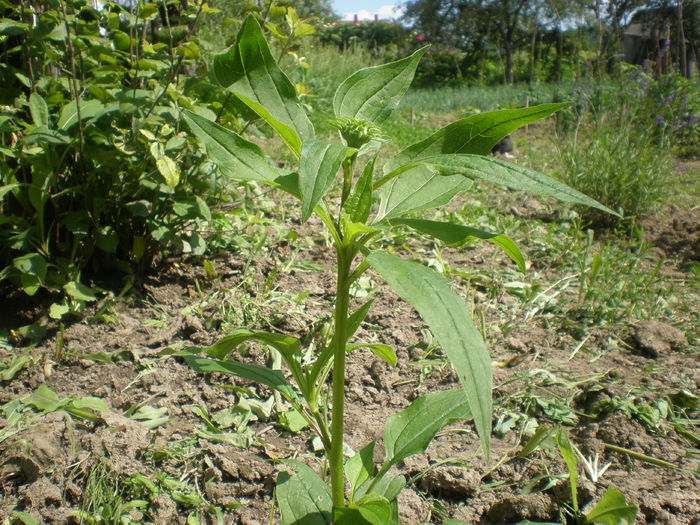 echinacea - Echinacea