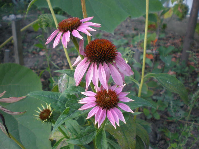 echinacea - Echinacea