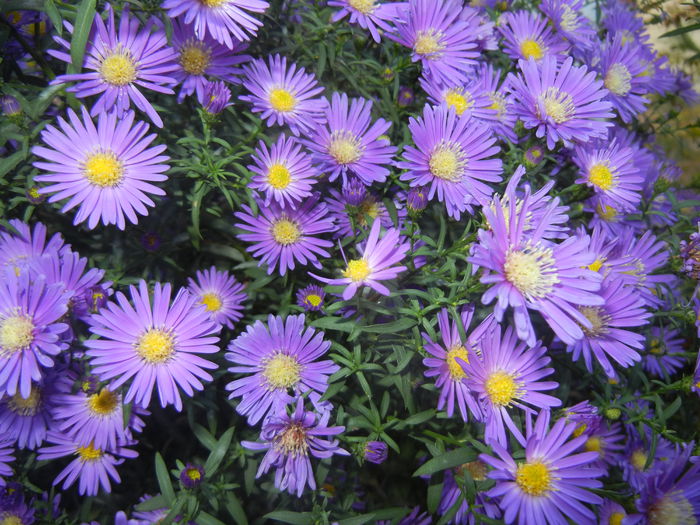 Blue Aster (2014, September 25)