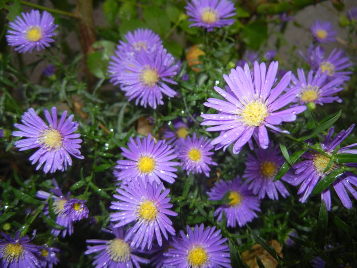 Blue Aster (2014, September 26)