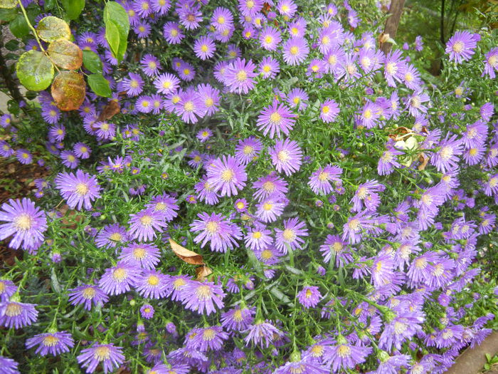 Blue Aster (2014, September 26)