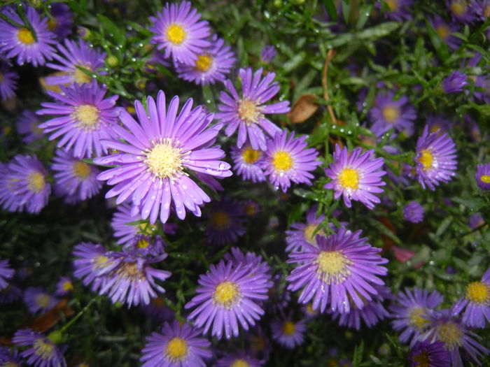 Blue Aster (2014, September 26)