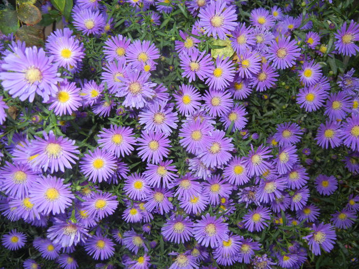 Blue Aster (2014, September 25) - Aster Blue