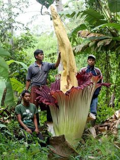 Amorphophallus titanium - ao-alte seminte rare