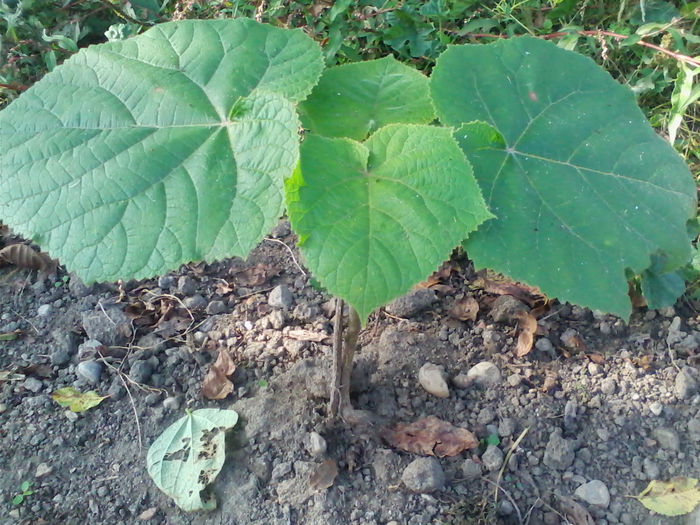 Paulownia - Paulownia Tomentosa