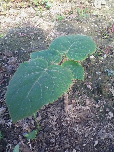 Paulownia - Paulownia Tomentosa