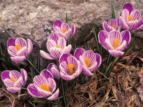 Crocuses Flori Desktop Wallpapers Poze cu Flori