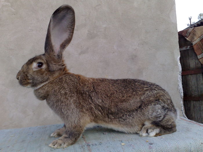 fem 10 luni de la aditugui