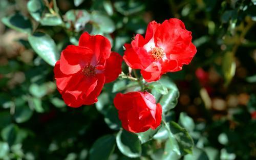 Floare Rosie Flori Wallpapers Poze cu Flori Imagini Florale