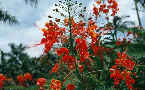 Flori Ascunse Poze Flori Wallpapers Imagini cu Floricele - flori