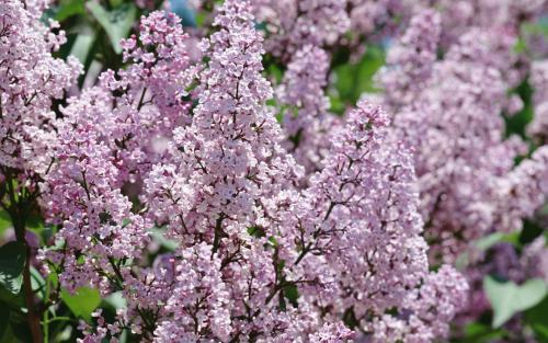 Flori de Liliac Poze Flori Wallpapers Imagini cu Floricele - flori