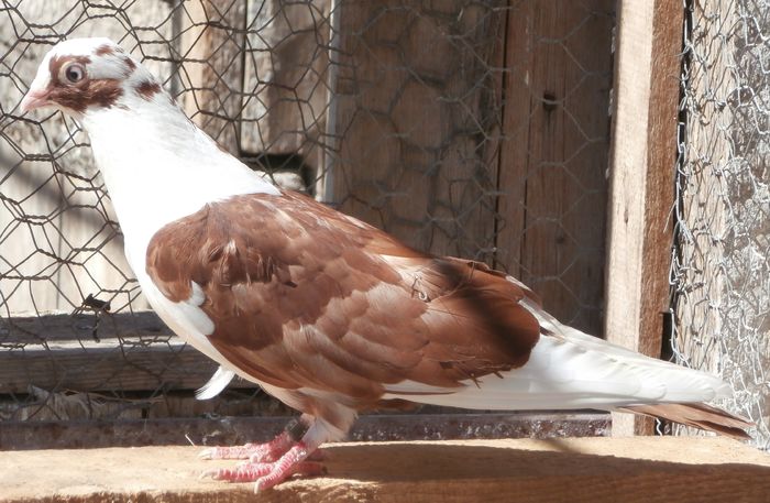 Dat in Croatia la Petar Brlosic - D- Porumbei JUCATORI DE GALATI VANDUTI Album 2