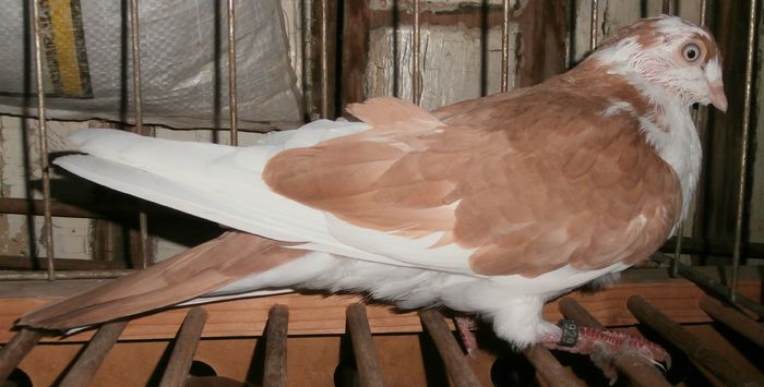 Dat in Croatia la Petar Brlosic - D- Porumbei JUCATORI DE GALATI VANDUTI Album 2