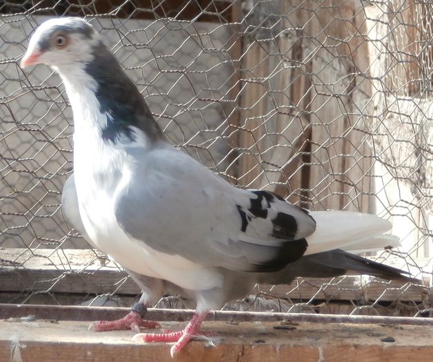 Dat in Croatia la Petar Brlosic - D- Porumbei JUCATORI DE GALATI VANDUTI Album 2