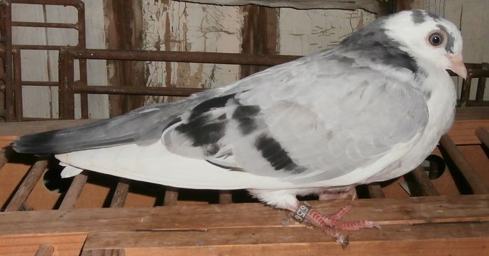 Data in Croatia la Petar Brlosic - D- Porumbei JUCATORI DE GALATI VANDUTI Album 2