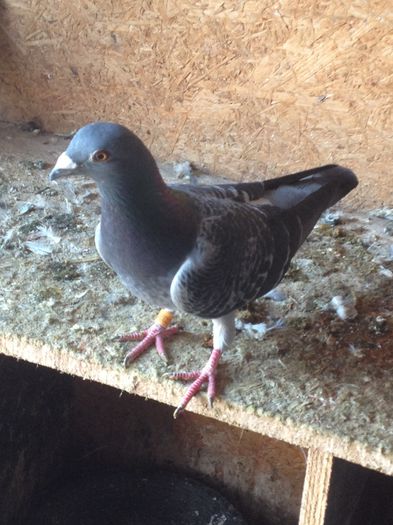 delbar-stickelbout /raikard-meulemans