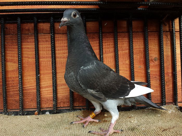 20140811_185924 - E-Amintiri