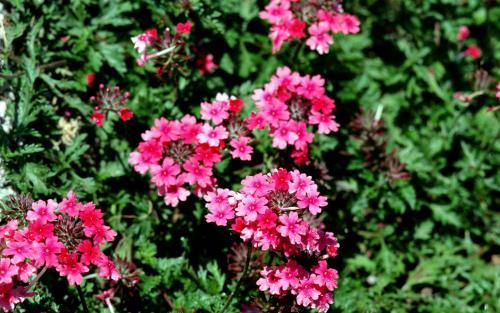 Flori Deosebite Poze Flori Wallpapers Imagini cu Floricele