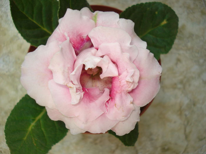 DSC09086 - FLORI 2014