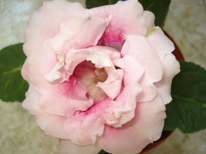 DSC09081 - FLORI 2014