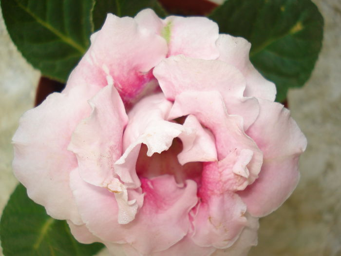 DSC09082 - FLORI 2014