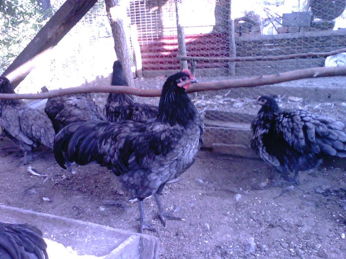 IMG00181 - australorp albastru