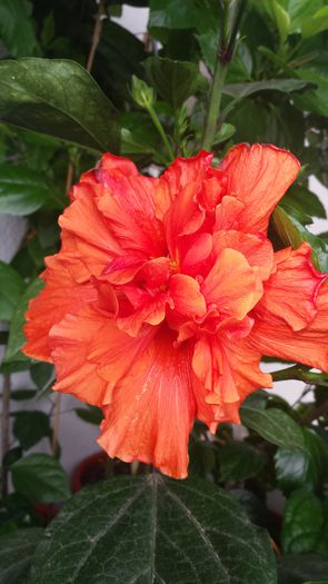 20141013_101210 - Hibiscusi