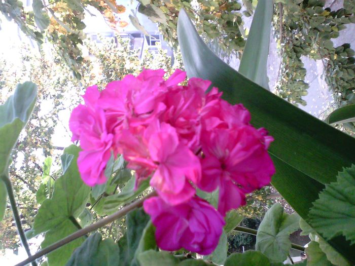 IMG00105 - Flori 2014