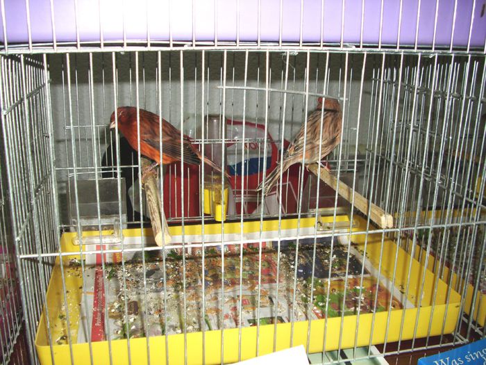 Canari pt.EXPO-AEO-2014 053