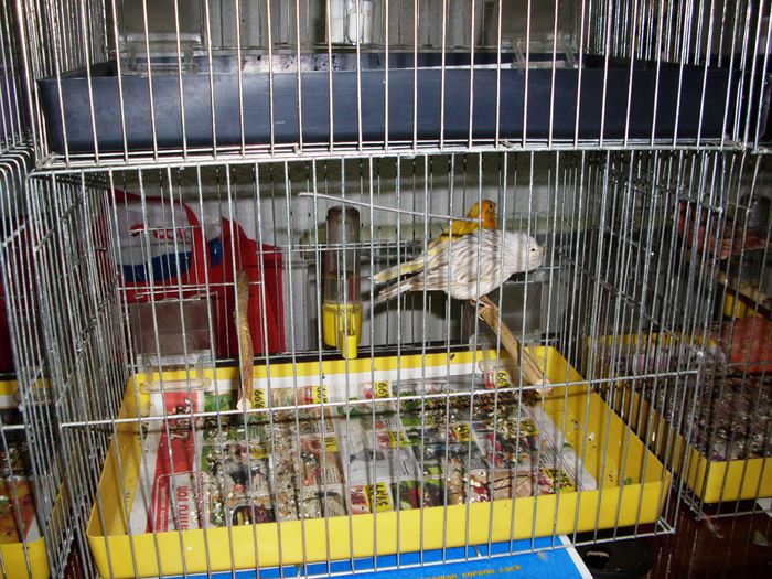 Canari pt.EXPO-AEO-2014 056