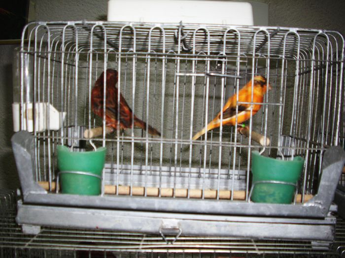 Canari pt.EXPO-AEO-2014 058