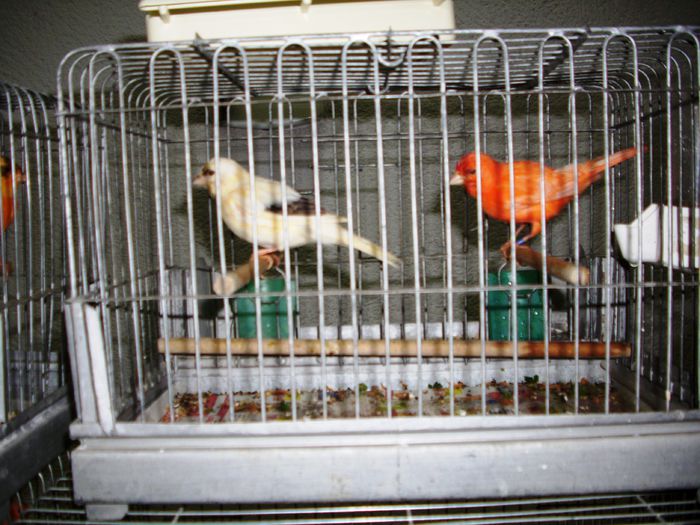 Canari pt.EXPO-AEO-2014 059