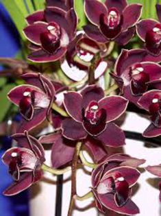 Cymbidium Street Tango 'Windy Kobe'