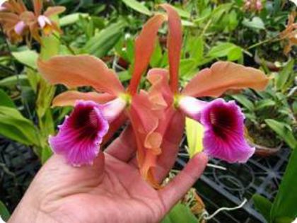 laelia tenebrosa - 1 Orhidee Germania
