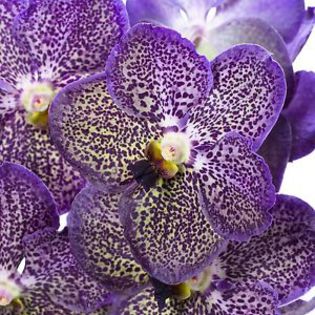 vanda moonlight blue..