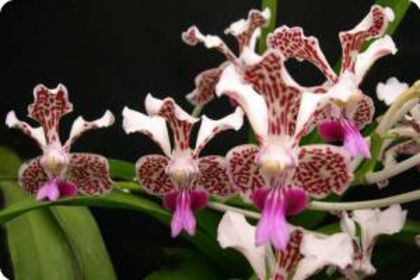 vanda-tricolor-var.-suavis- - 1 Orhidee Germania