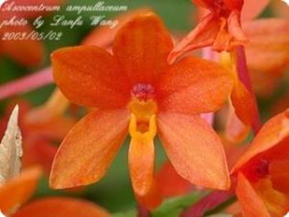 asc. ampullaceum orange - 1 Orhidee Germania