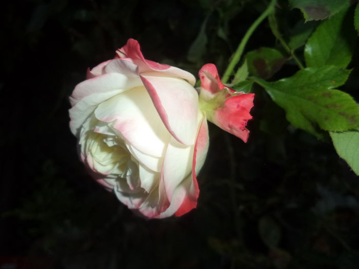 IMPERATRICE FARAH - Trandafiri 2014