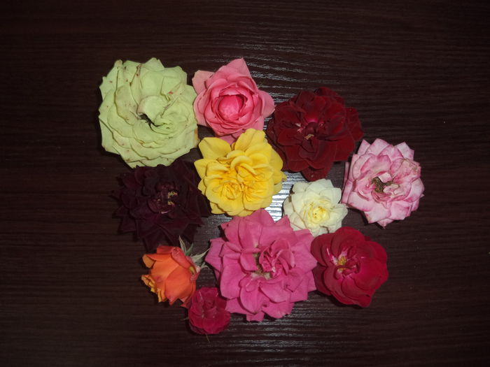 mini - Trandafiri 2014