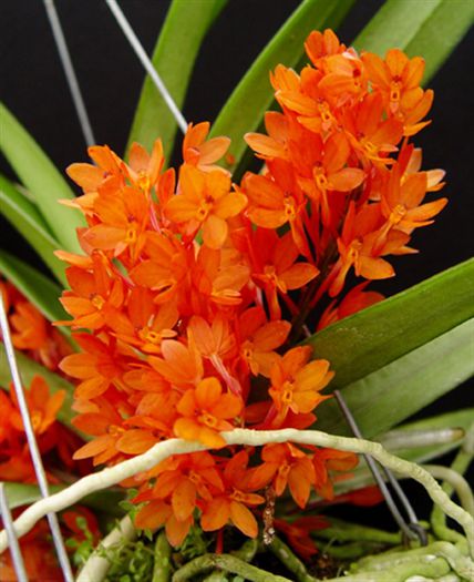 orange - 1 Orhidee Germania