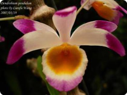 dendrobium pendulum-3 - 1 Orhidee Germania