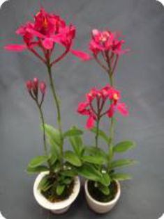 epidendrum christal valley _ct red star_ - 1 Orhidee Germania